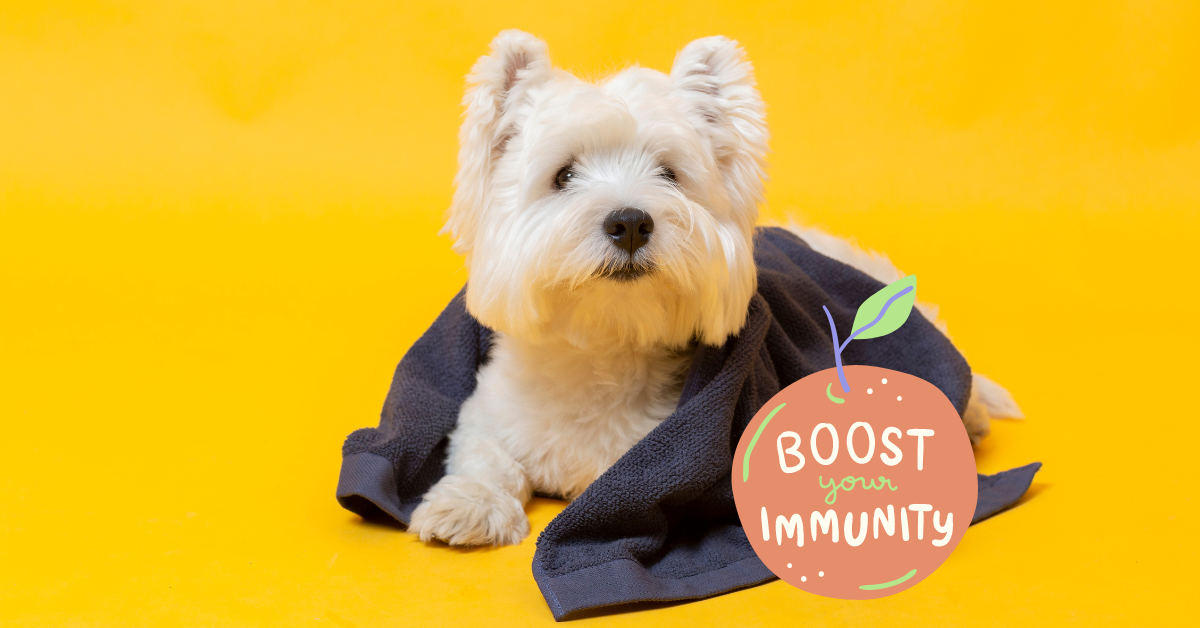 Top 5 Dog Probiotics for Optimal Canine Health