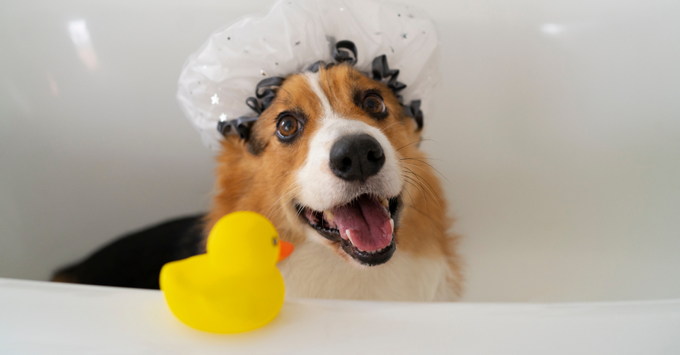 5 Best Shampoos to Keep Your Cute Puppies Clean and Healthy